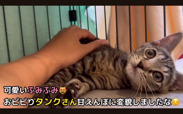 ふみふみする子猫