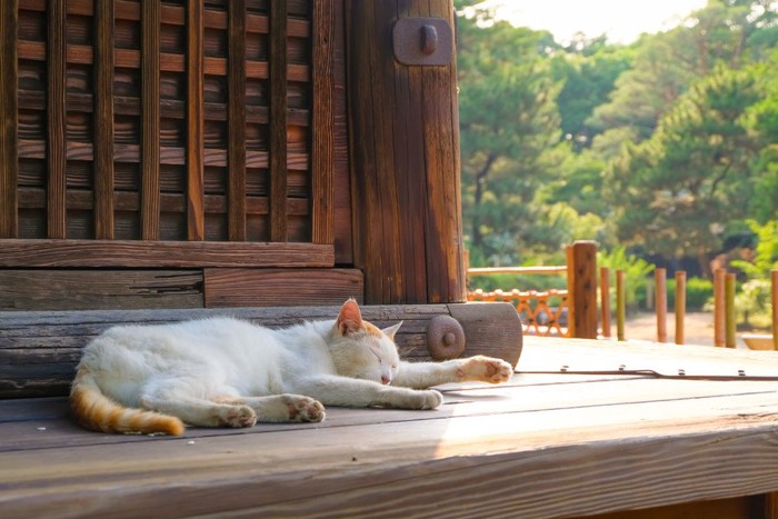 横向きで眠る猫