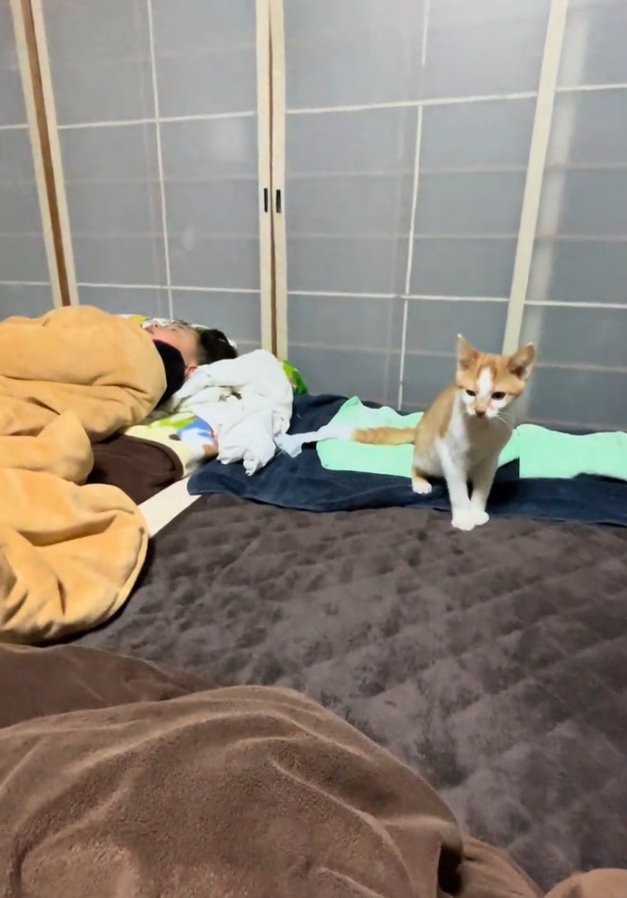 飼い主さんを見つめる猫