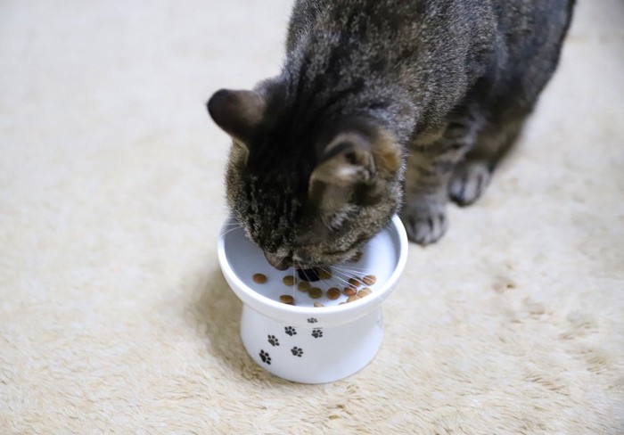 餌を食べる猫