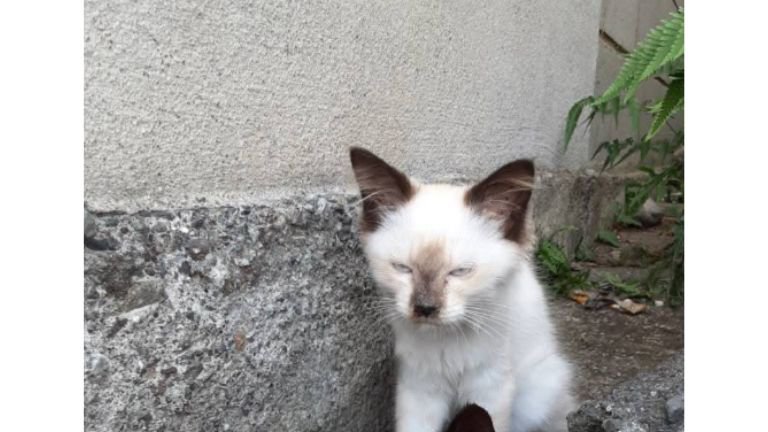 外にいる猫