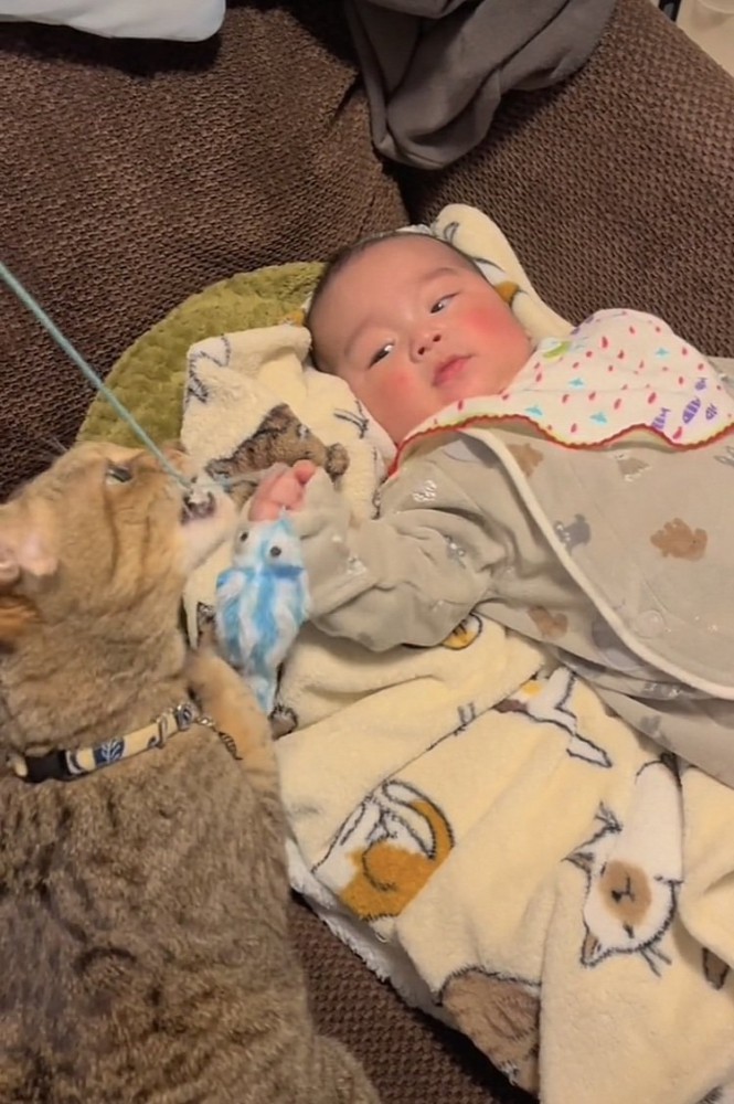 赤ちゃんが動かすおもちゃにじゃれるキジトラ猫