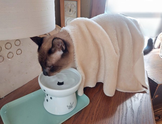 水を飲む猫