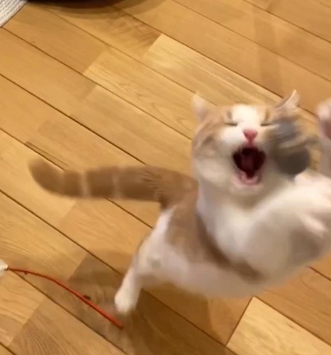宙に浮いた猫じゃらしに飛びかかる猫