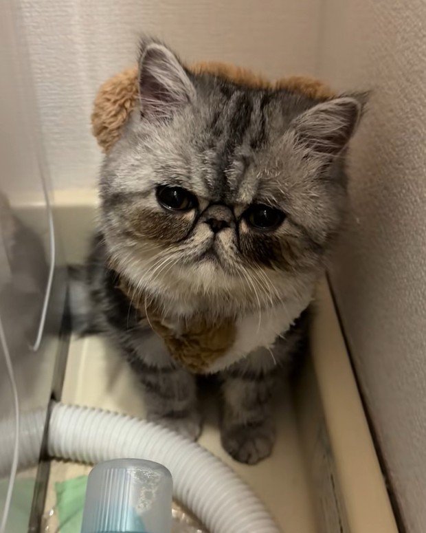 じっと見つめる猫