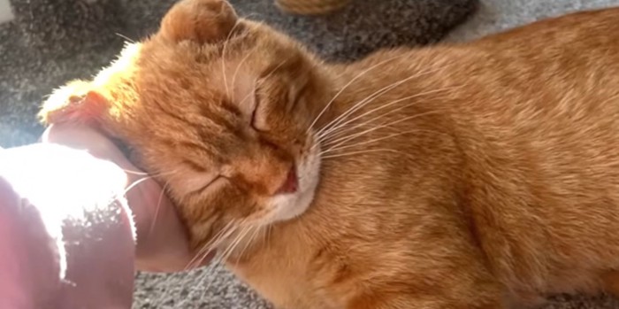 目を瞑り撫でられる猫