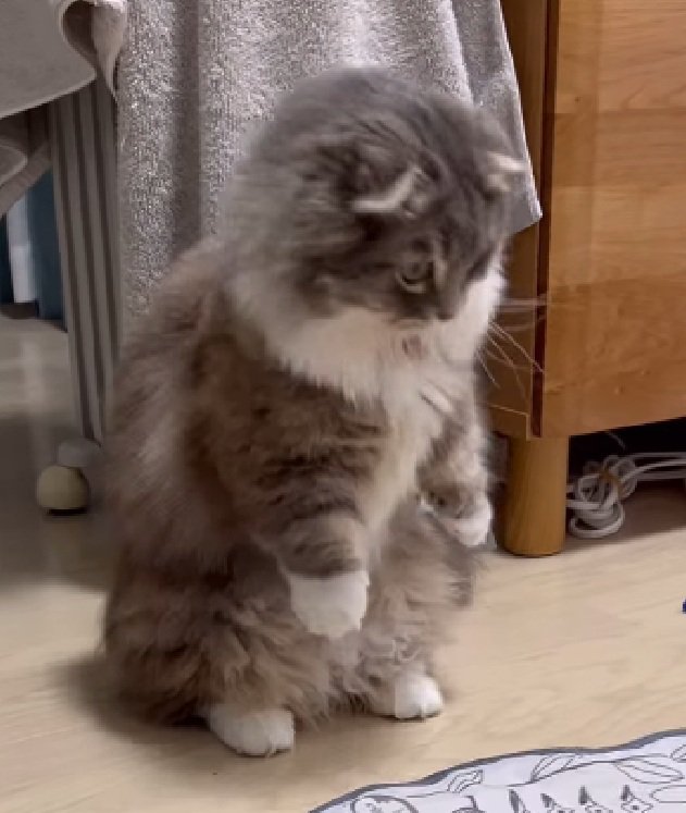 しゃがみ込む猫