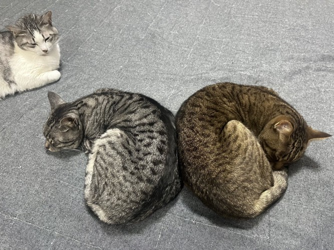 反対向きのベーグル