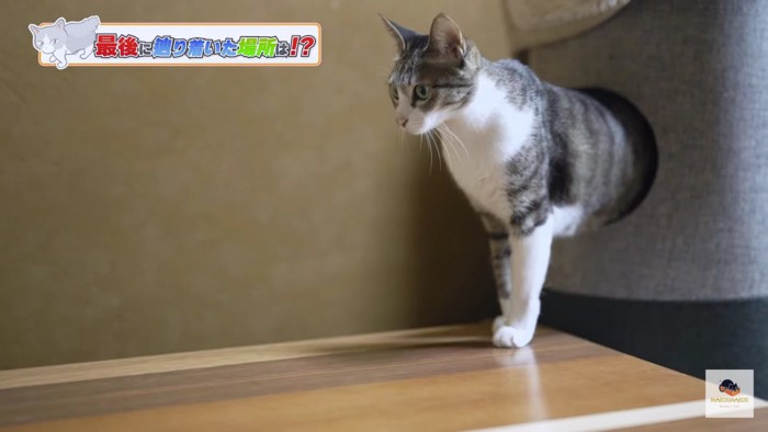 キャットタワーの穴から出てくる猫を横から