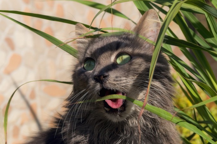 レモングラスをかじる猫