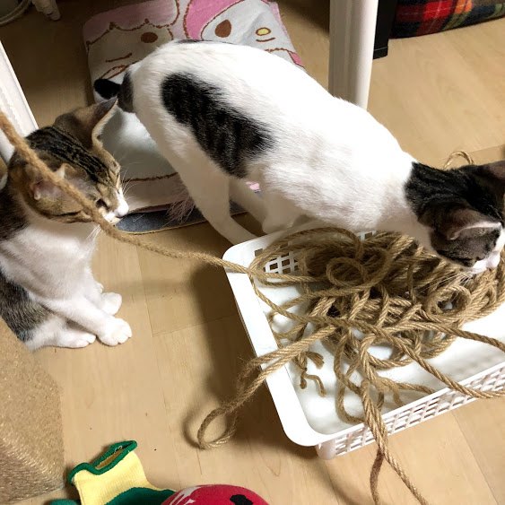 二匹の猫が縄を見ている