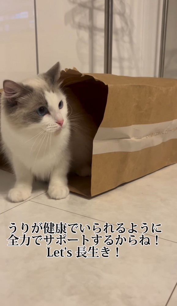 紙袋の中から出てきた猫