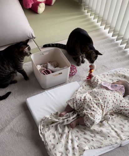 赤ちゃんが持つオモチャの匂いをかぐ猫