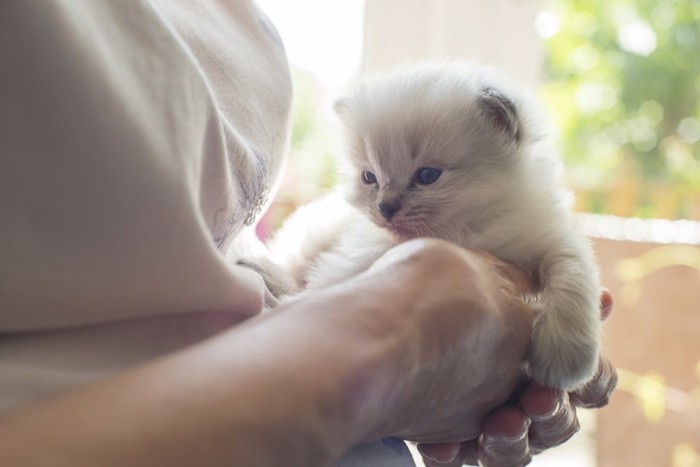 女性の手に抱かれるラグドールの子猫