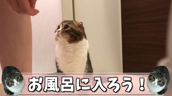 見上げる猫