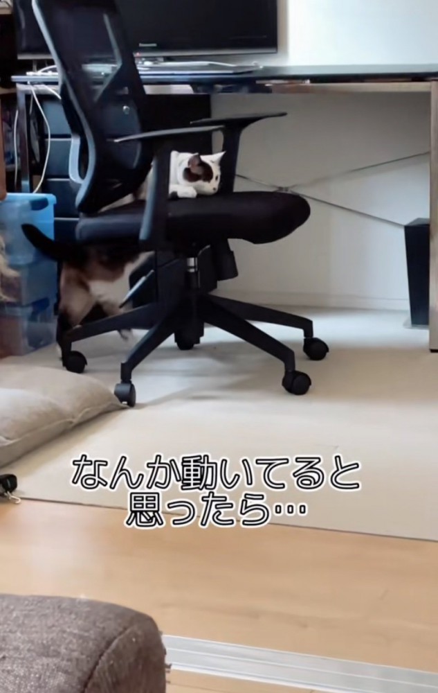 椅子に手をかける猫