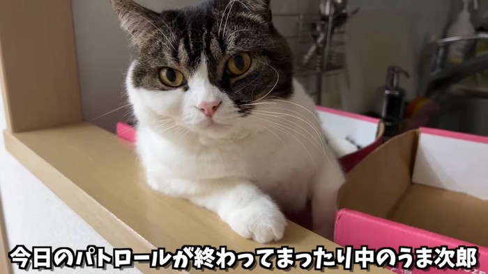 箱に入っている猫