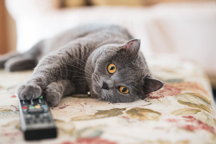 テレビのリモコンに手を伸ばす猫