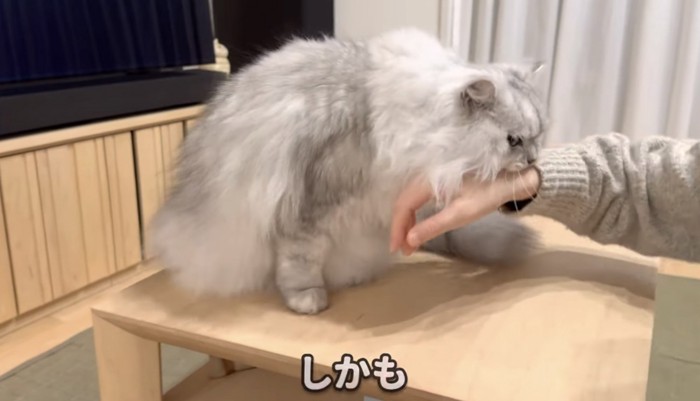 噛み付く猫