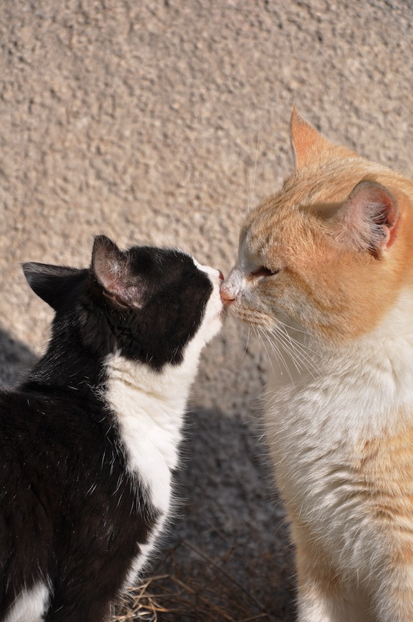 キスの挨拶をする猫