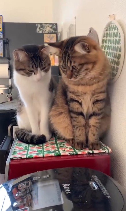 顔を見合わせる2匹の猫