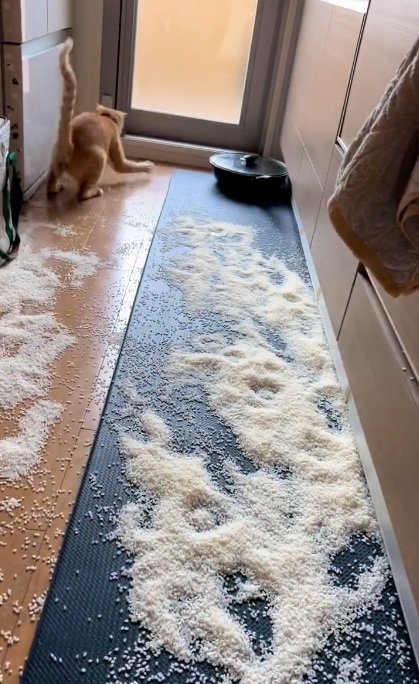 遊ぶ猫