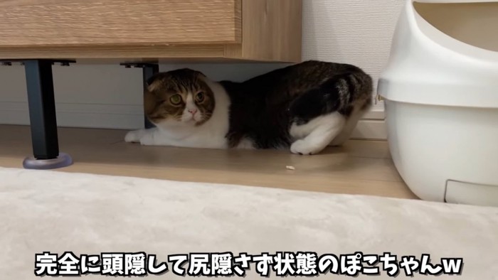 家具の下にいる猫