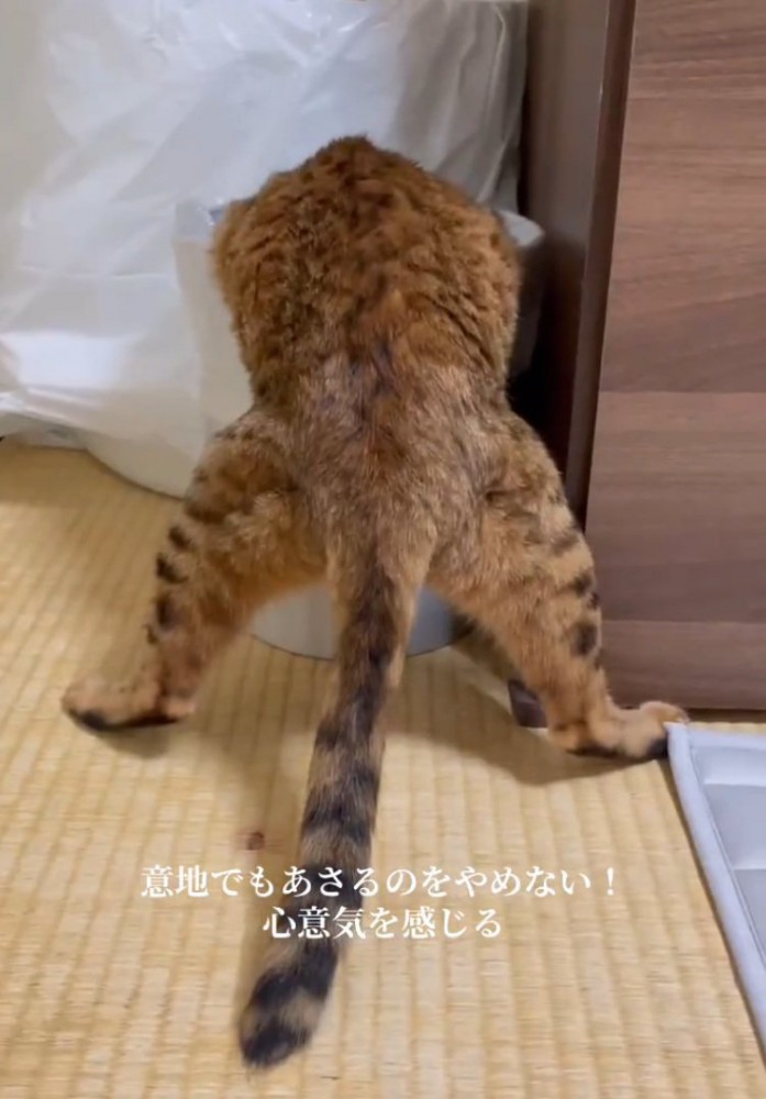 二本足で立つ猫