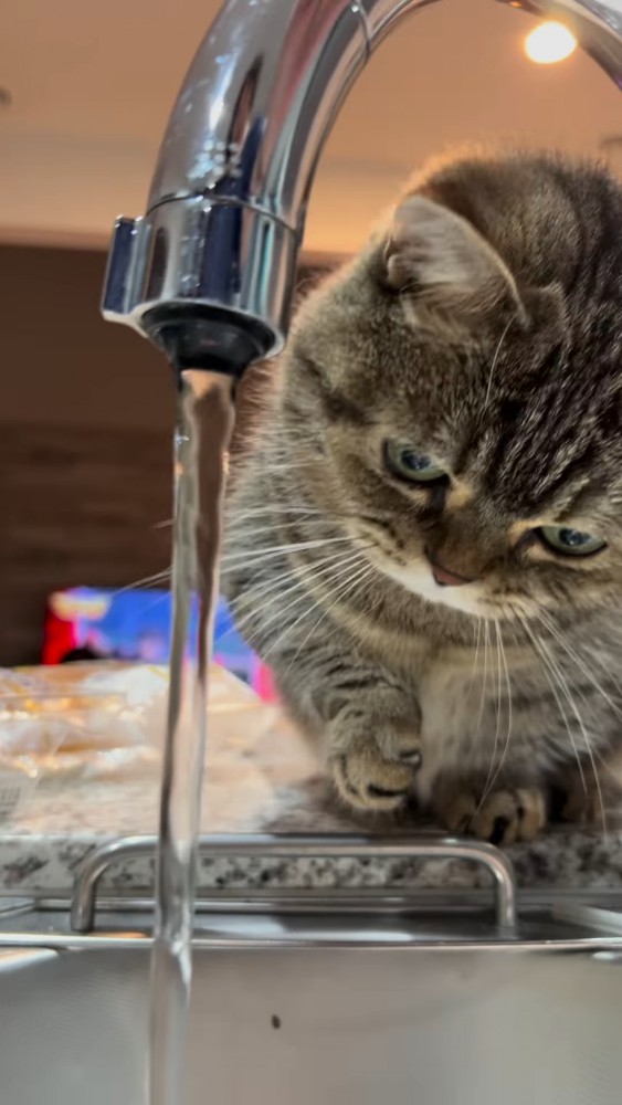 水を見つめる猫