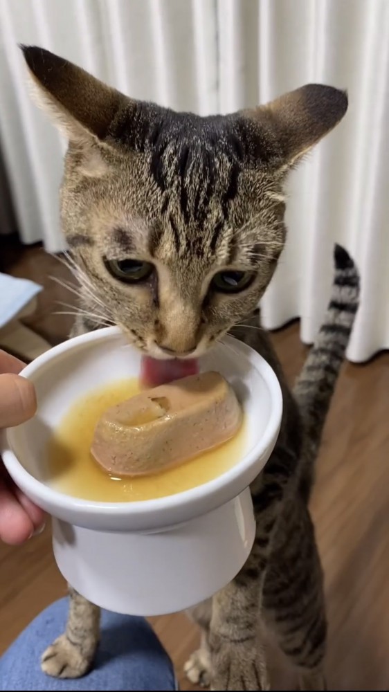 ご飯を食べる猫