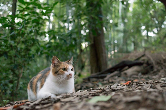 森でまどろむ野良猫