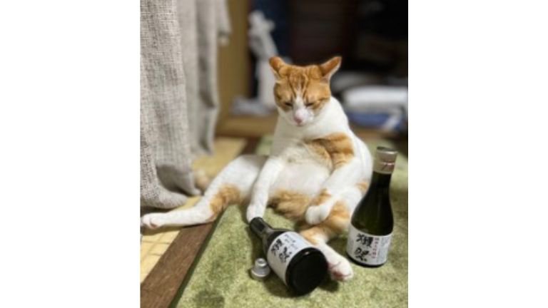 酒ビンと猫