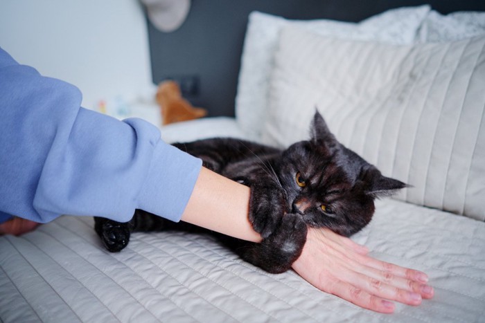 黒猫
