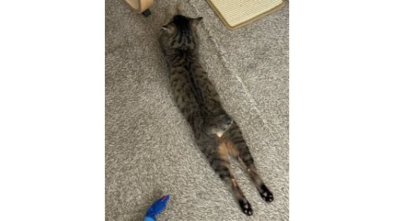 寝ている猫