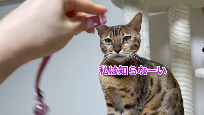 人の手を見る猫