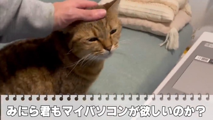 みにらくんをなでる飼い主さん