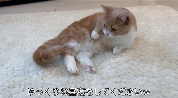 横たわる猫