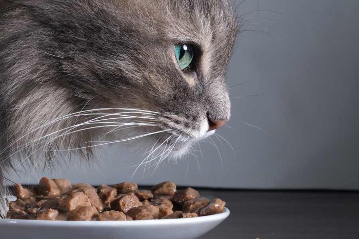 ウェットフードの入った食器と猫の横顔