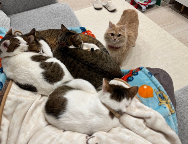 複数の猫が寝ている