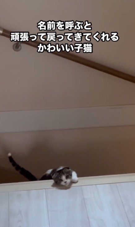 階段をよじ登る子猫