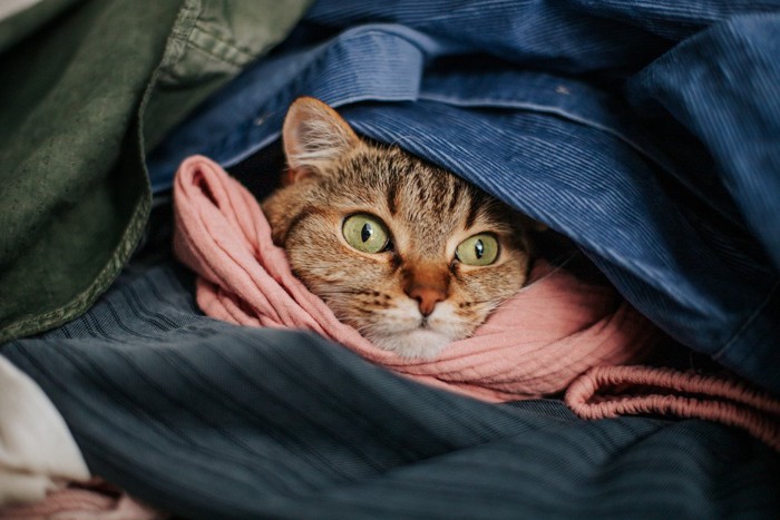 服の中にいる猫