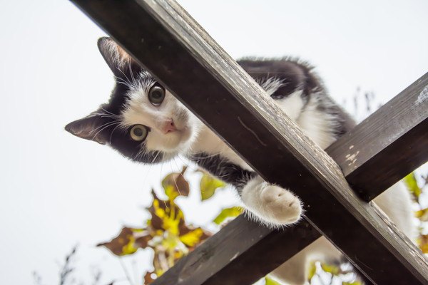 高いところから見下す猫