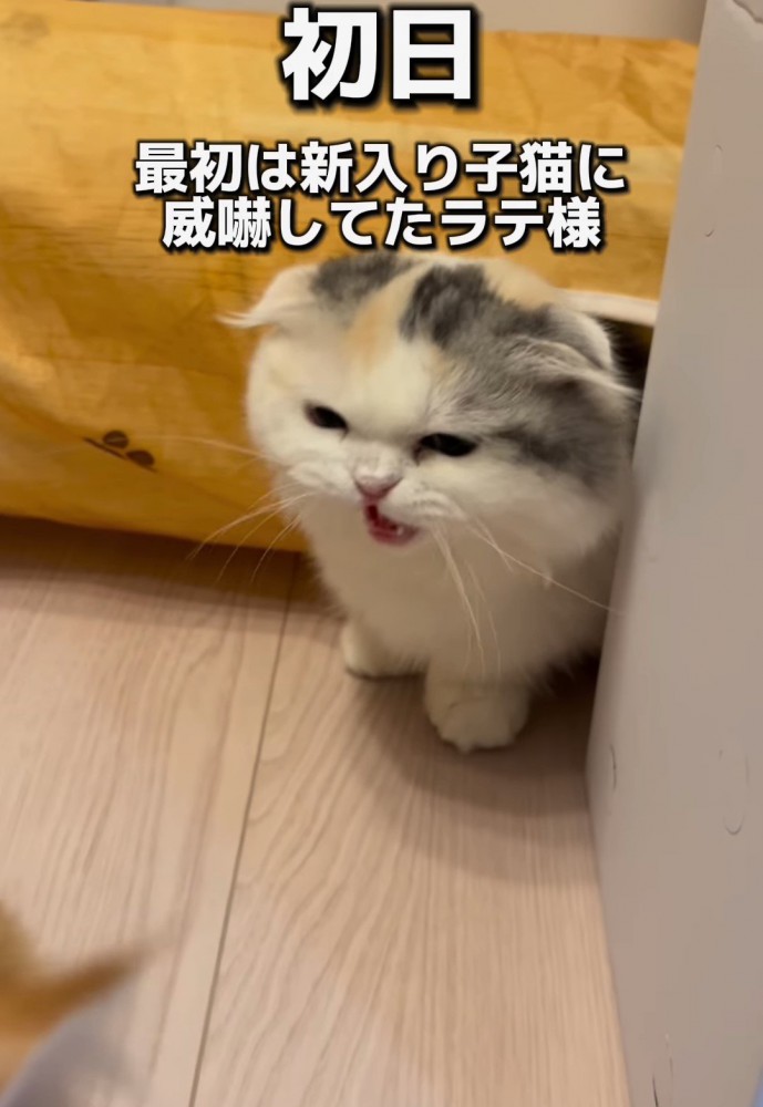 威嚇する猫