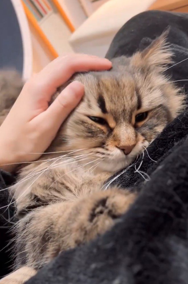 飼い主さんに体を預けて甘えんぼうず