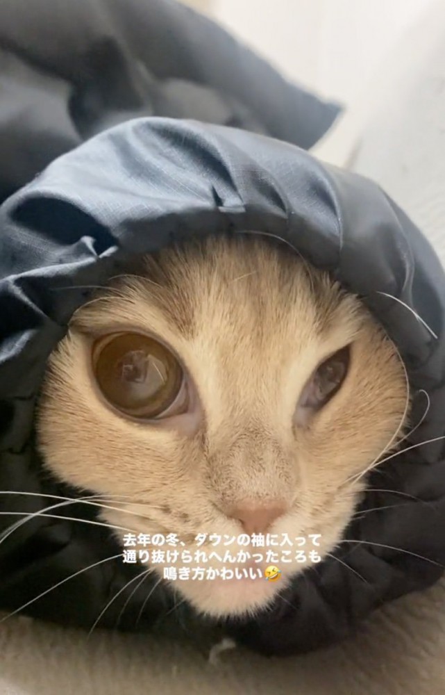 通り抜けられない猫