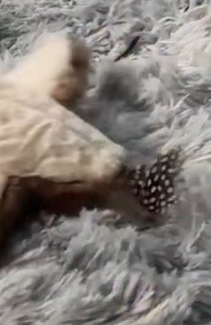 カーペットの上で動く鳥のオモチャ