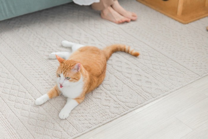 ソファに座る人の足とラグの上の猫