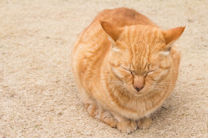 両目をつぶる茶色の猫