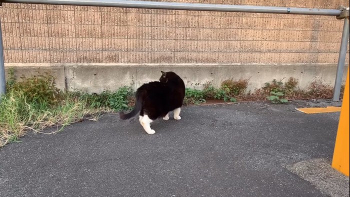 道路を歩く猫