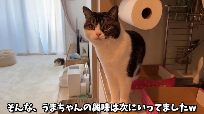 立って遠くを見る猫